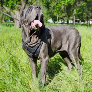 Черная шлея из кожи для неаполитанского мастифа «Working Dog»